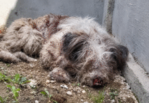 Apel disperat pentru salvarea unui câine grav rănit într-o localitate din Olt: „Nu poate nici să bea apă și nu îl ajută nimeni”/ FOTO