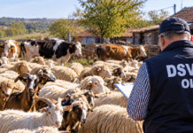 Dispariție uriașă în fermele și gospodăriile din Olt: Zeci de mii de animale, de negăsit! Ce au descoperit inspectorii DSVSA